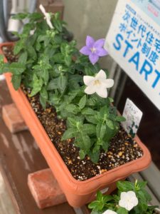 桔梗（ききょう）開花